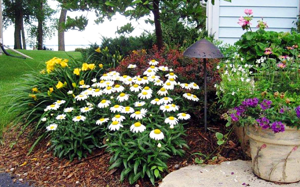 entrance planting