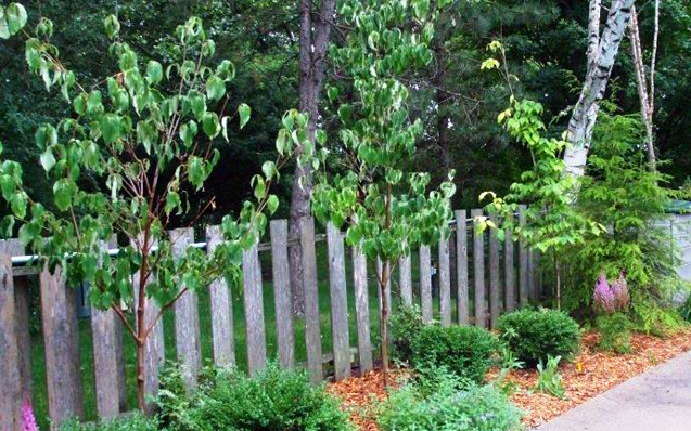 trees along driveway